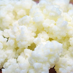 100% organic live milk kefir grains Per gram